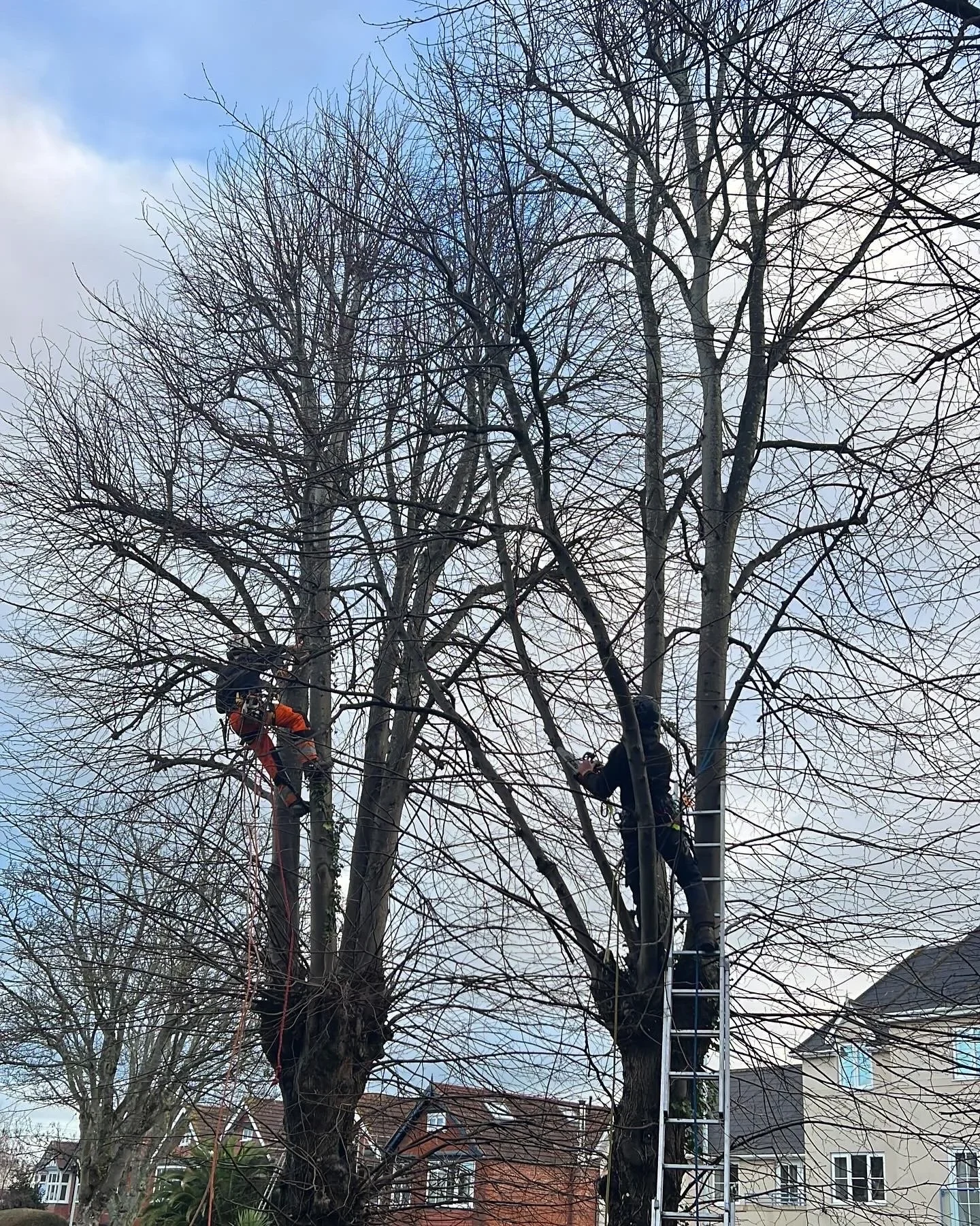 Two tree surgeons carrying out a crown reduction on bare deciduous trees in winter.