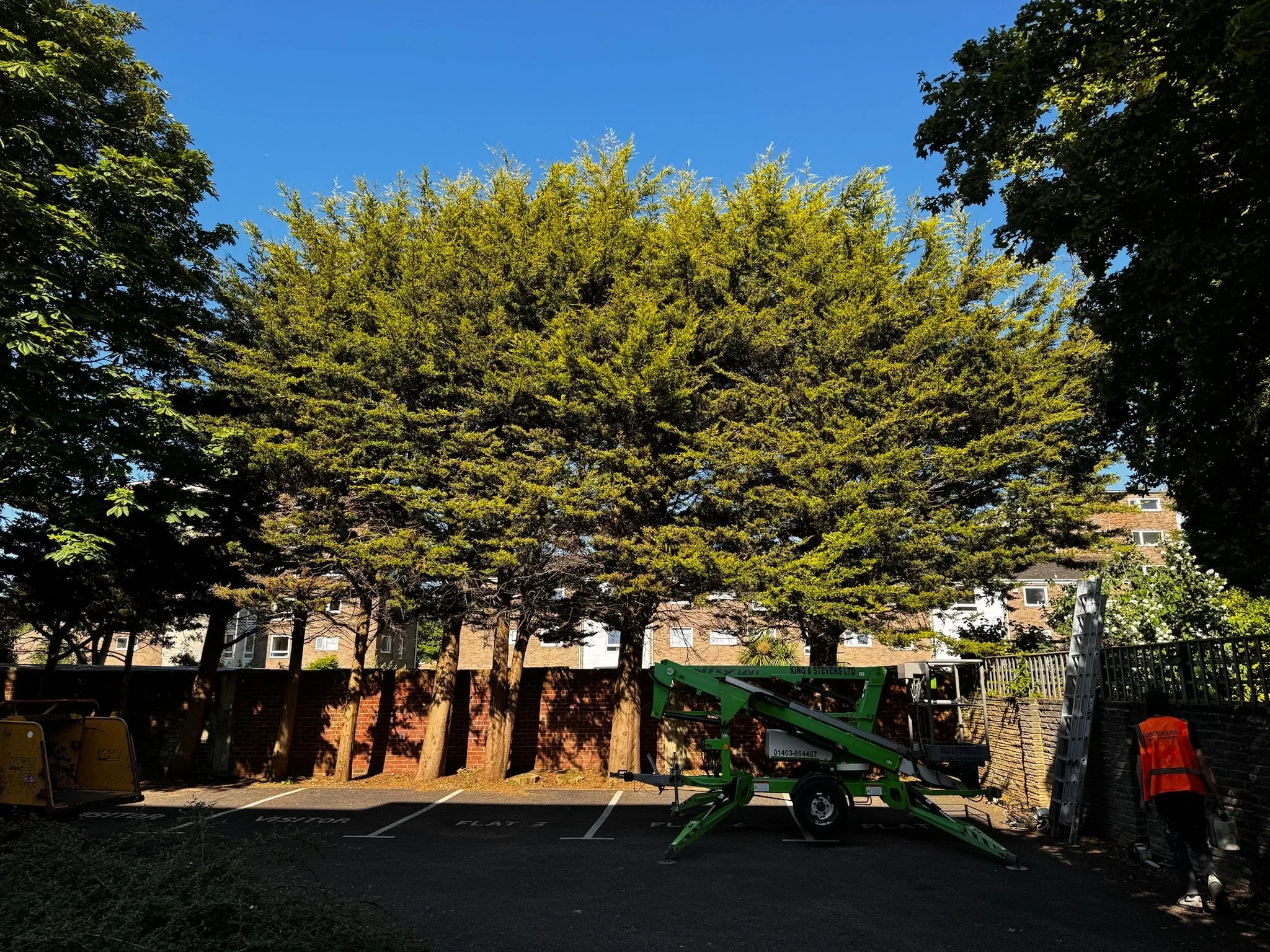 A cherry picker raised into the canopy of a large mature tree on a commercial site.