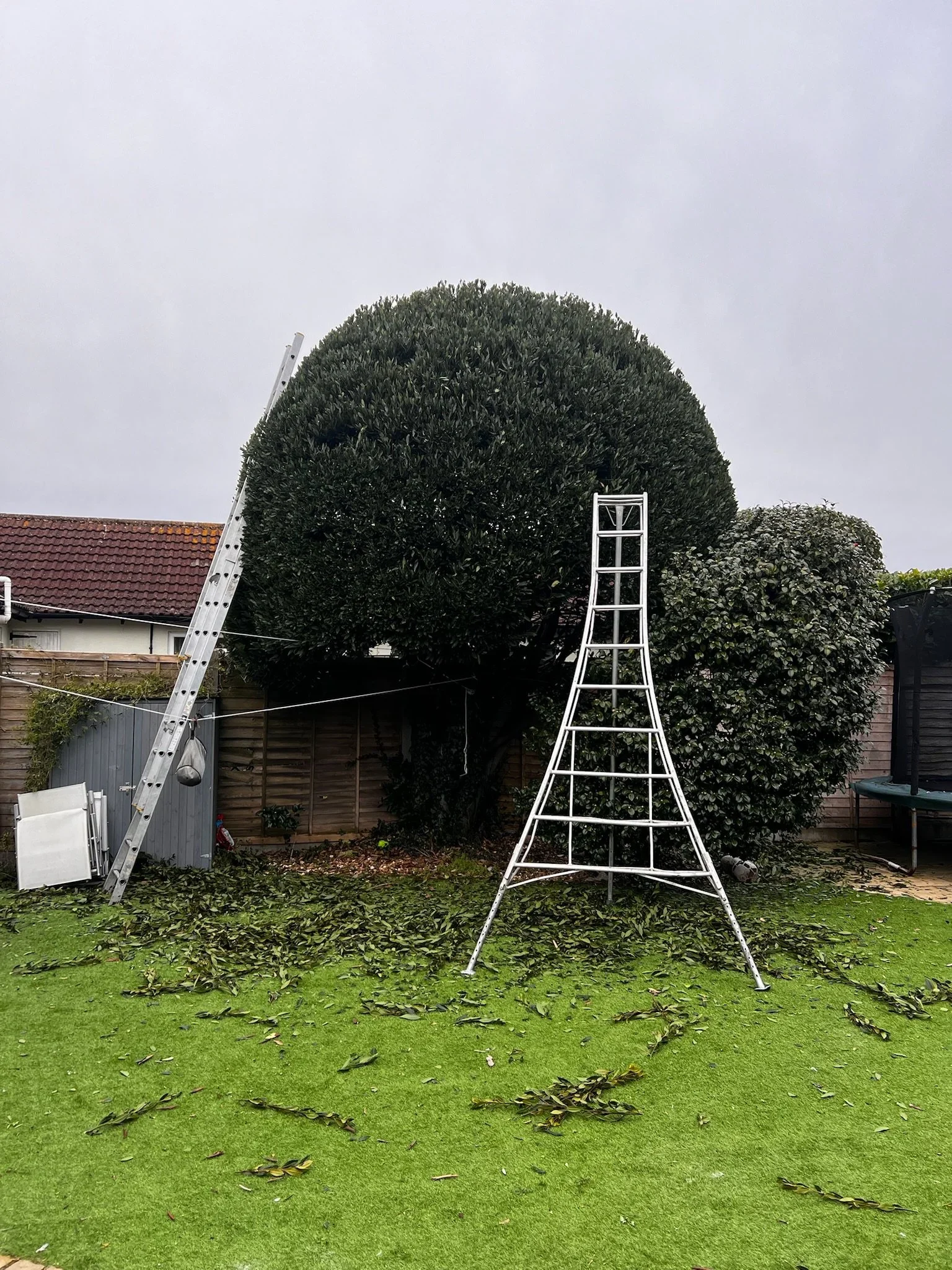 Tree surgeon on ladders carrying out a crown reduction, with fresh clippings gathered on the lawn below.