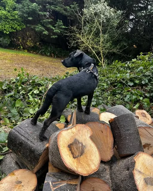 A black terrier standing on a stack of freshly cut logs in a garden.