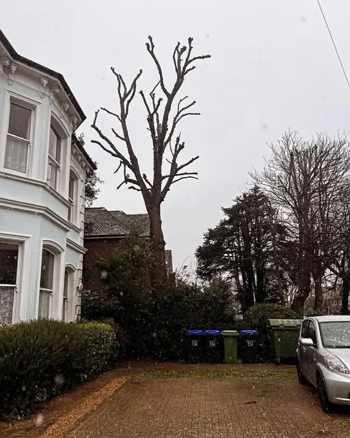 A mature street tree cut back hard outside a Victorian house in Worthing.