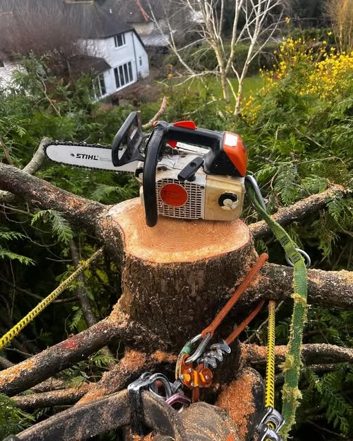 A chainsaw resting on a freshly cut stump with rigging ropes still in place.
