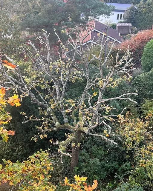 A large bare tree worked on a misty autumn morning.