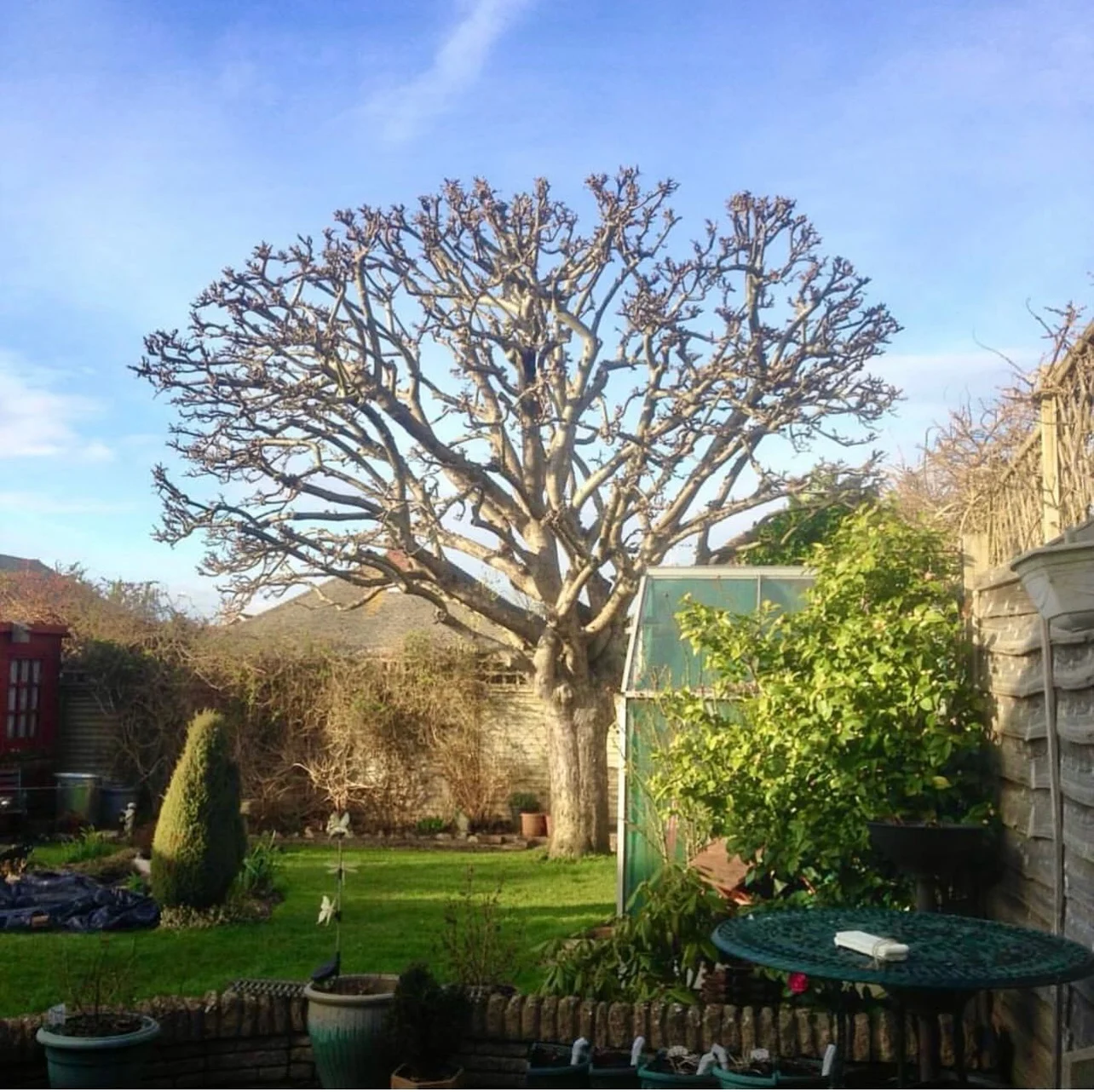 A large mature apple tree in a garden, pruned annually to keep it healthy and fruiting