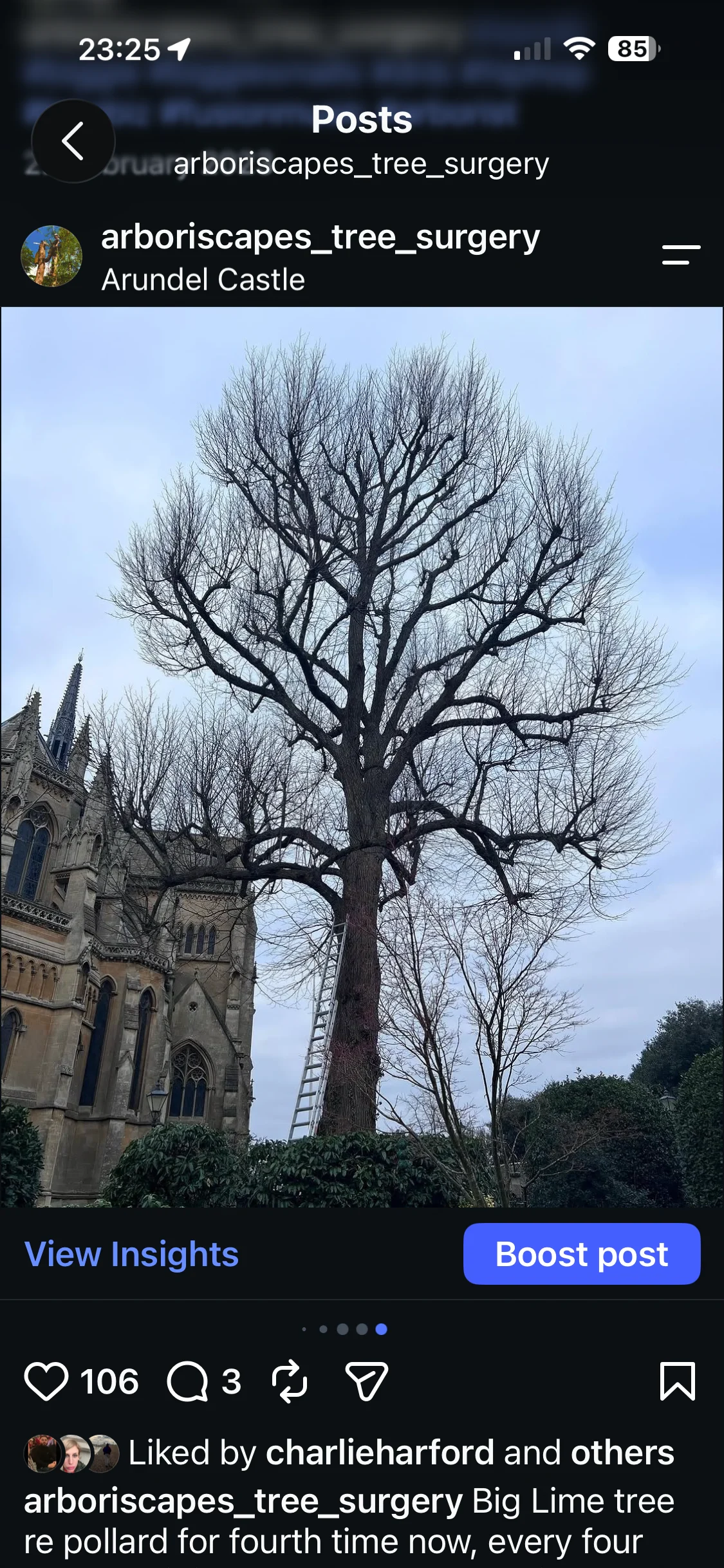 A very large lime tree in West Sussex after pruning